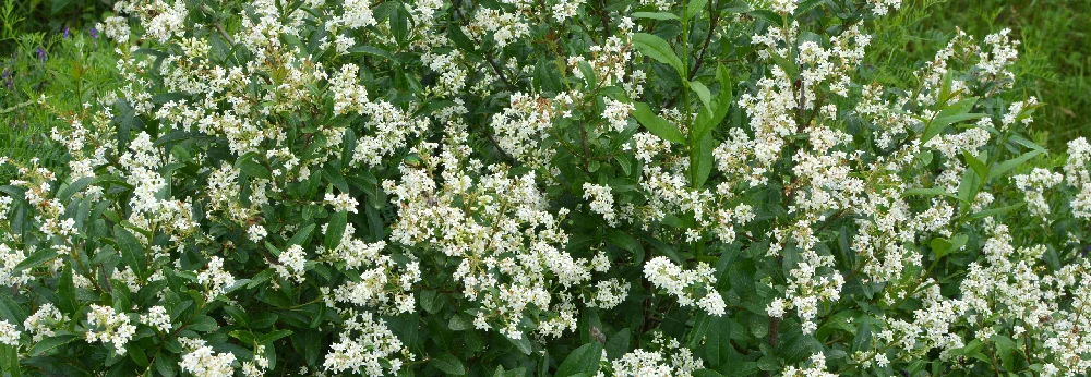 Busch mit vielen kleinen weißen Blüten